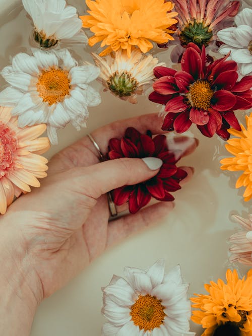 Hand Putting Flowers in Milk Bath