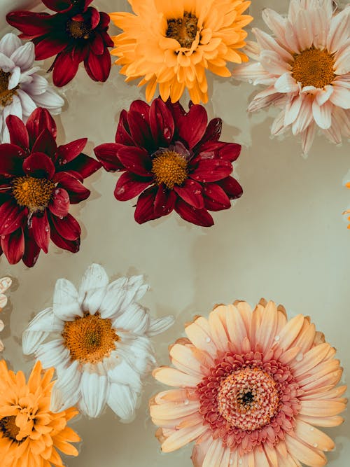 Gratis stockfoto met chillen, drijvend, kleurrijke bloemen