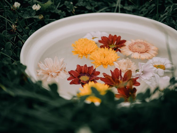 Colorful Flowers In Bowl Of Water In Grass