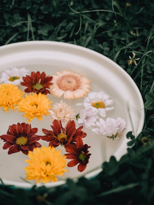 Kostnadsfri bild av blommor, flytande, gräs