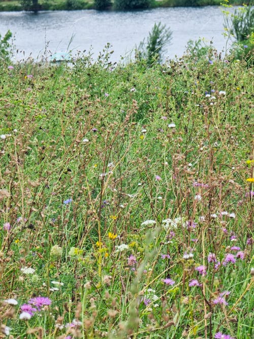 Summer field flowers 