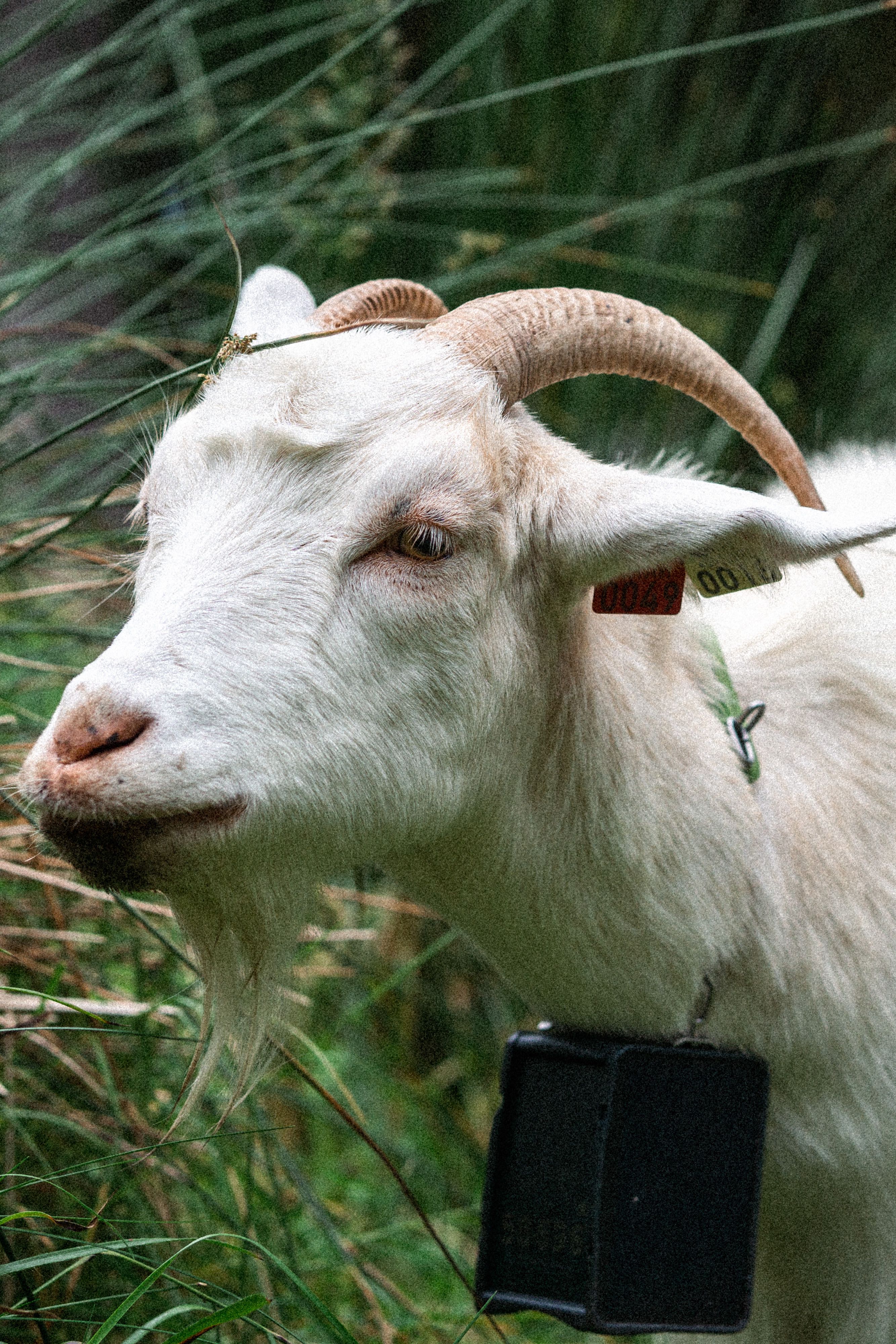 Captivating white goat with horns and bell in natural greenery close-up.
