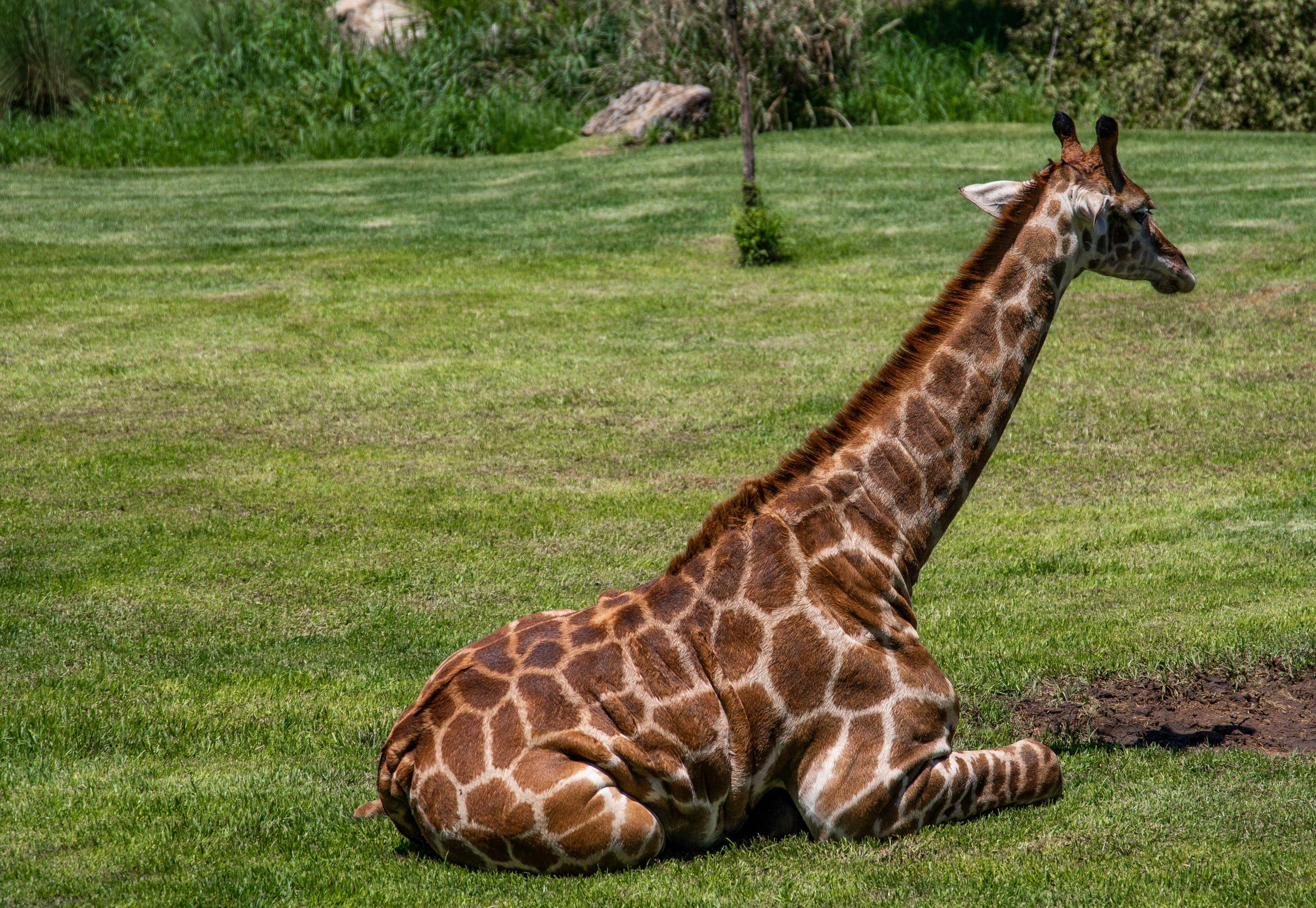 Free stock photo of animals, giraffe, long neck