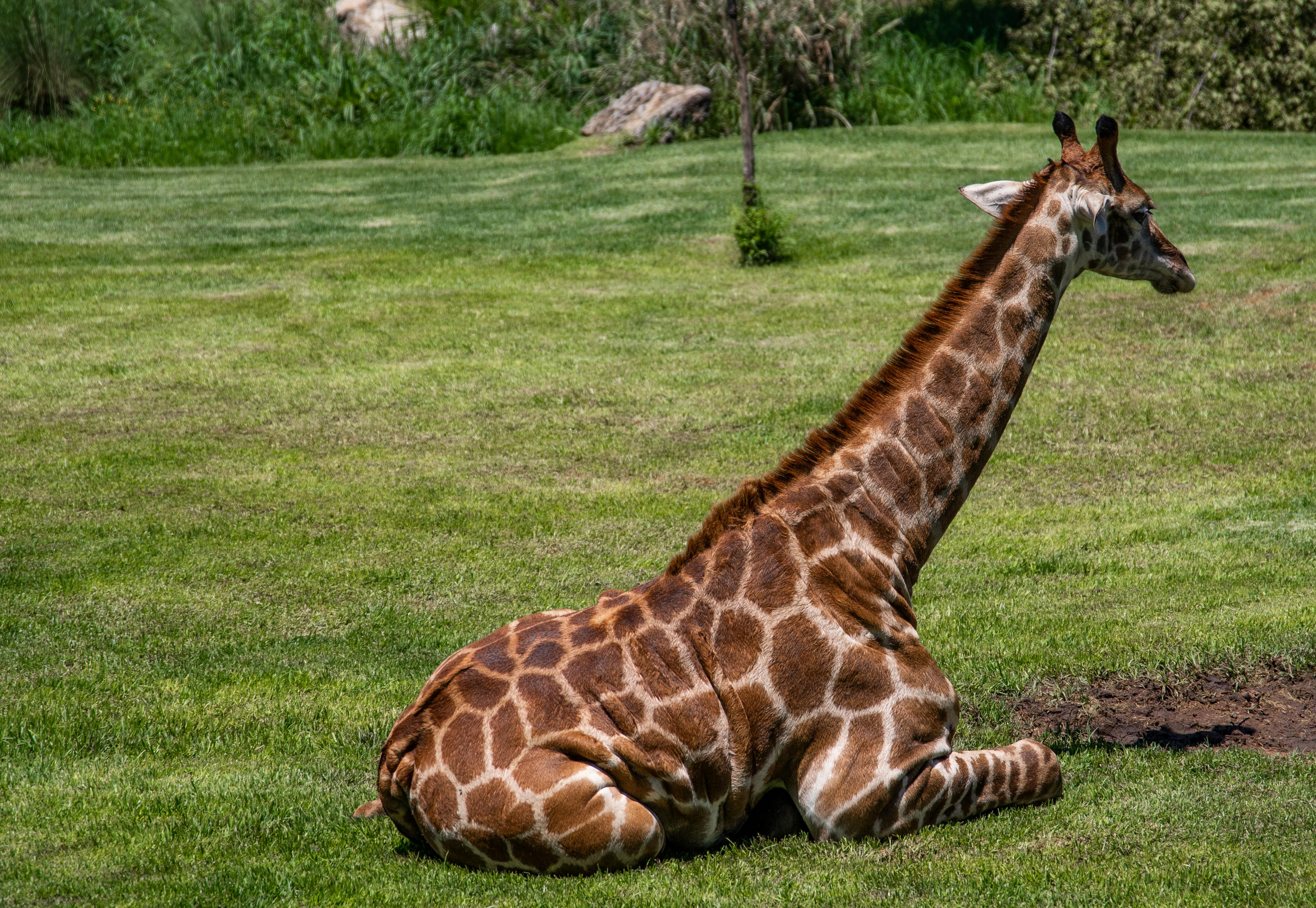 free-stock-photo-of-animals-giraffe-long-neck