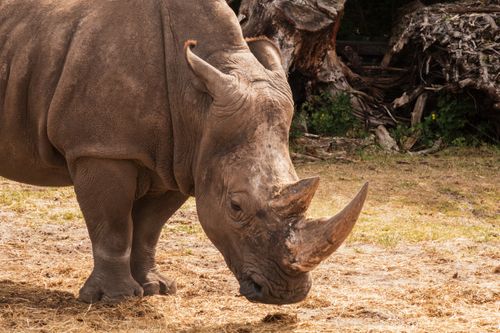 Free Stunning close-up of a rhino in its natural habitat, showcasing its impressive horns and rugged features. Stock Photo