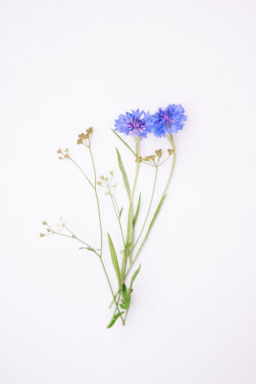 Small Flowers on White Background