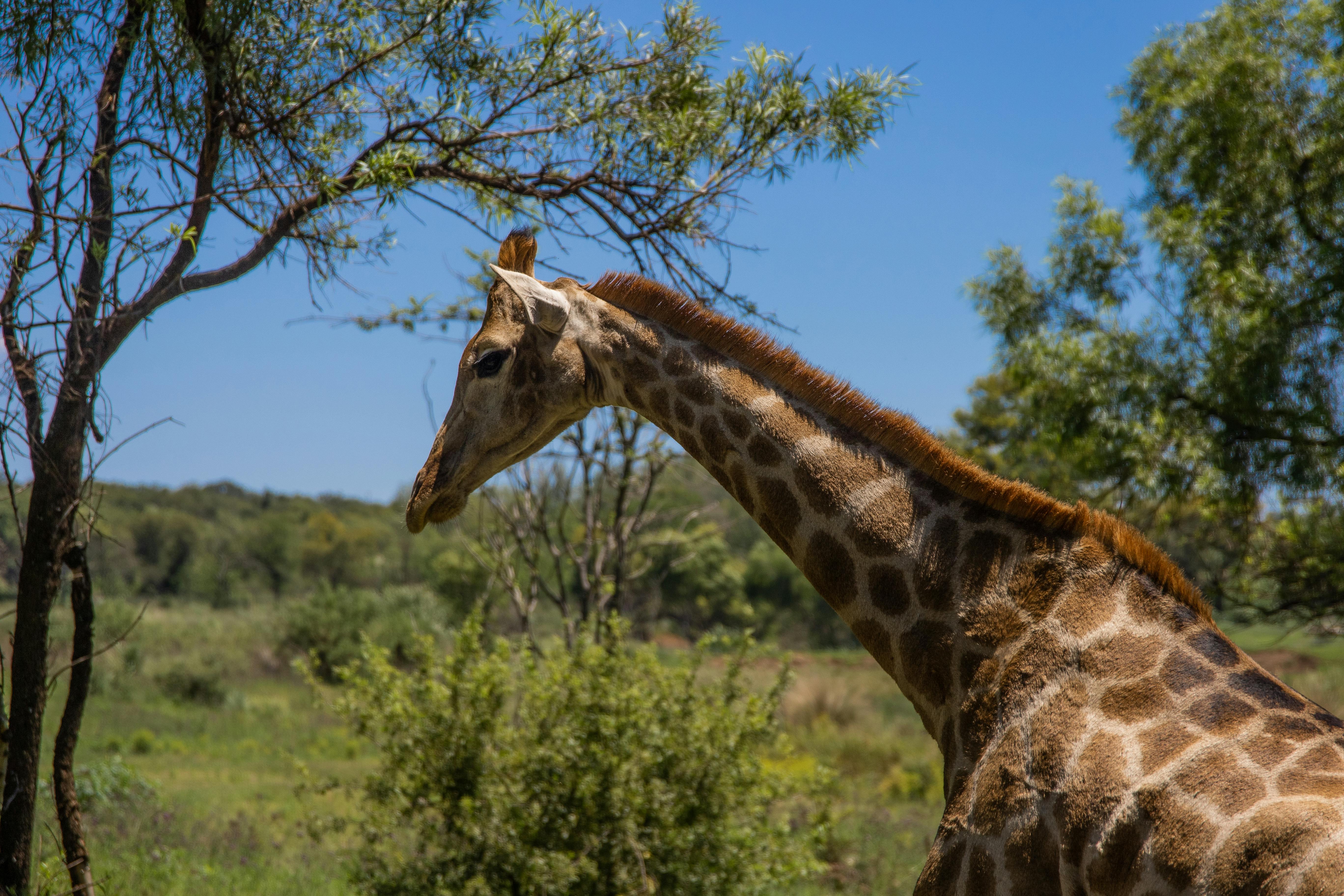 Free stock photo of animals, blue sky, giraffe