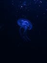 一个迷人的图像发光的蓝色水母漂浮在深海