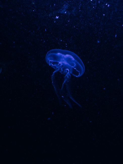A mesmerizing image of a glowing blue jellyfish floating in the deep ocean.