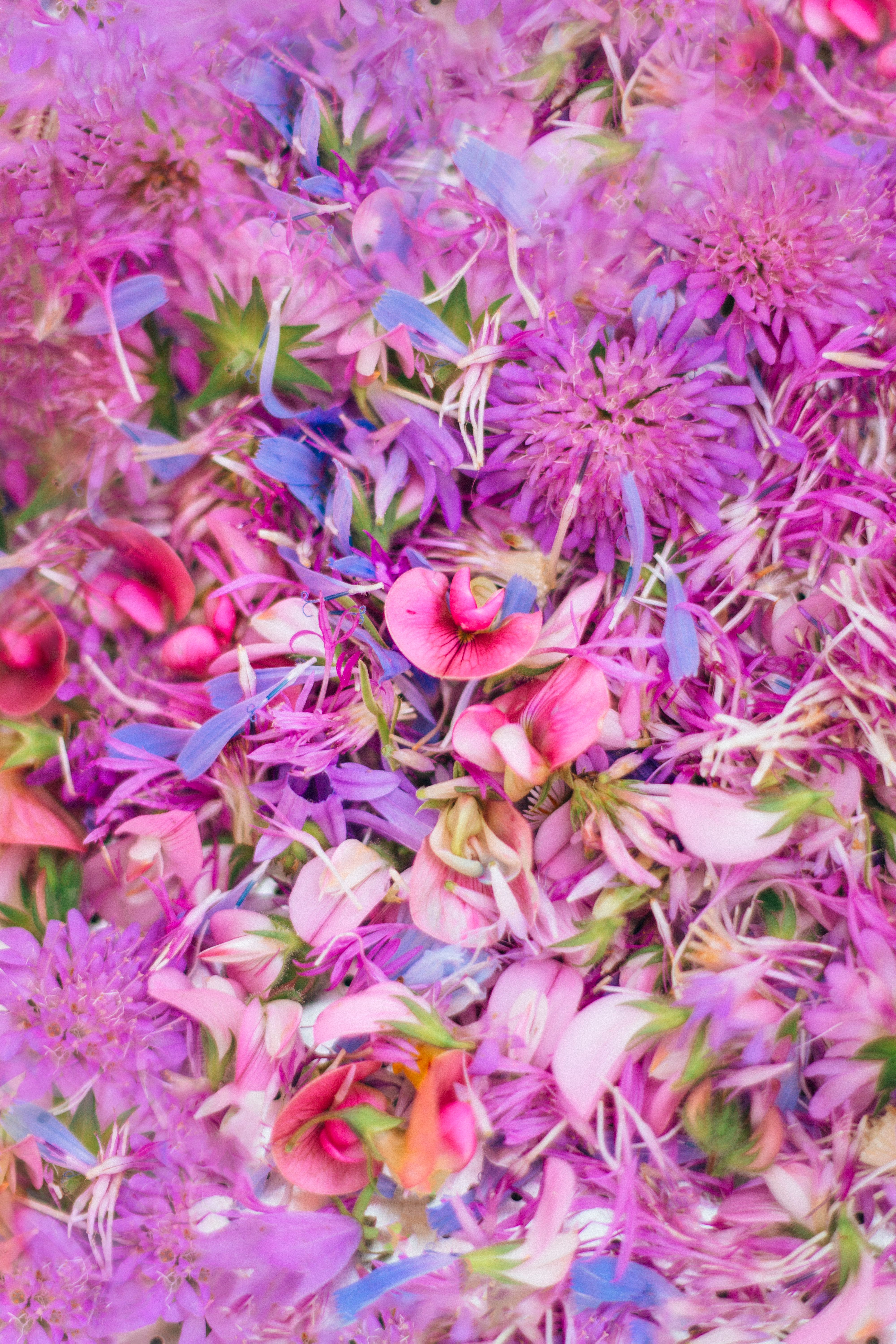 Colorful Flowers in Nature · Free Stock Photo