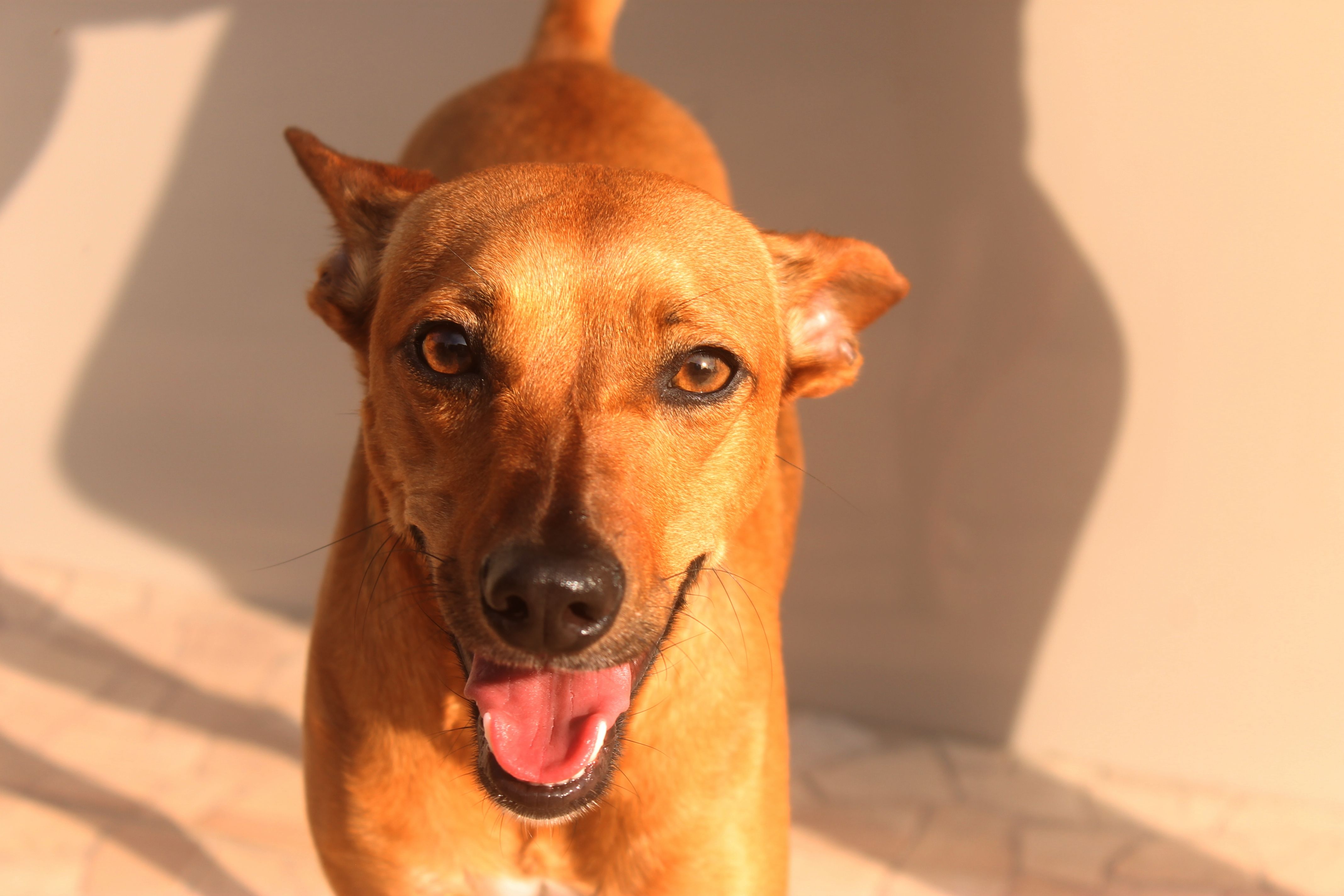 Desktop Wallpaper Dog 4k Photos, Download The BEST Free Desktop