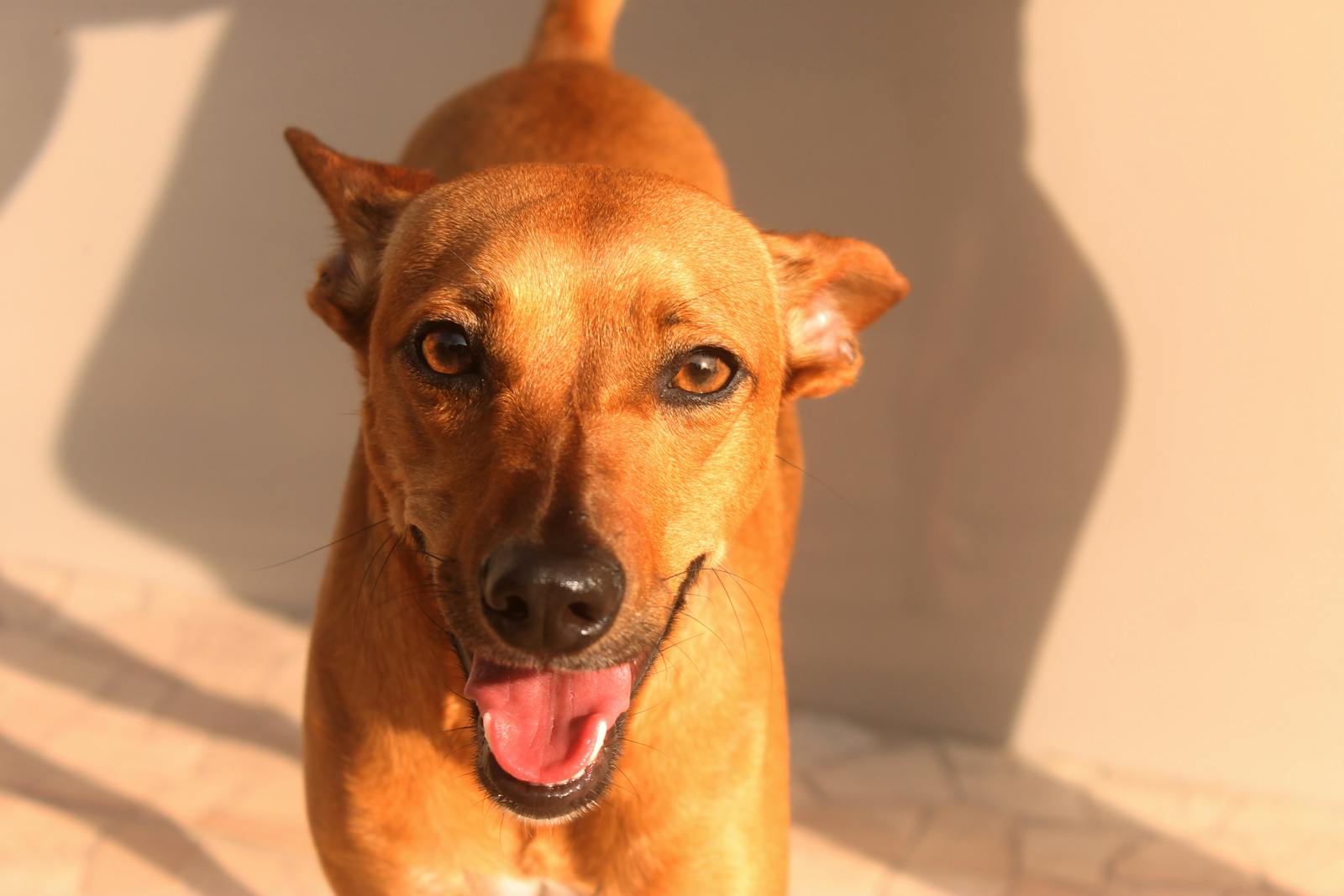 PORTRAITS PHOTOS DOWNLOAD THE BEST FREE PORTRAITS STOCK visual data 2