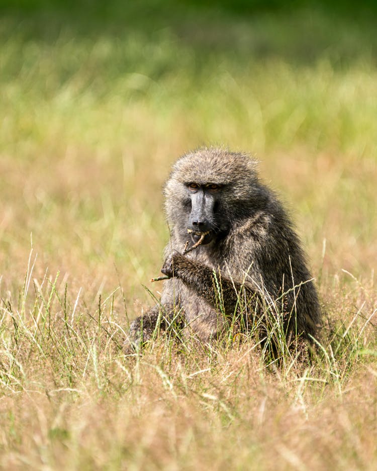 Olive Baboon In The Savannah