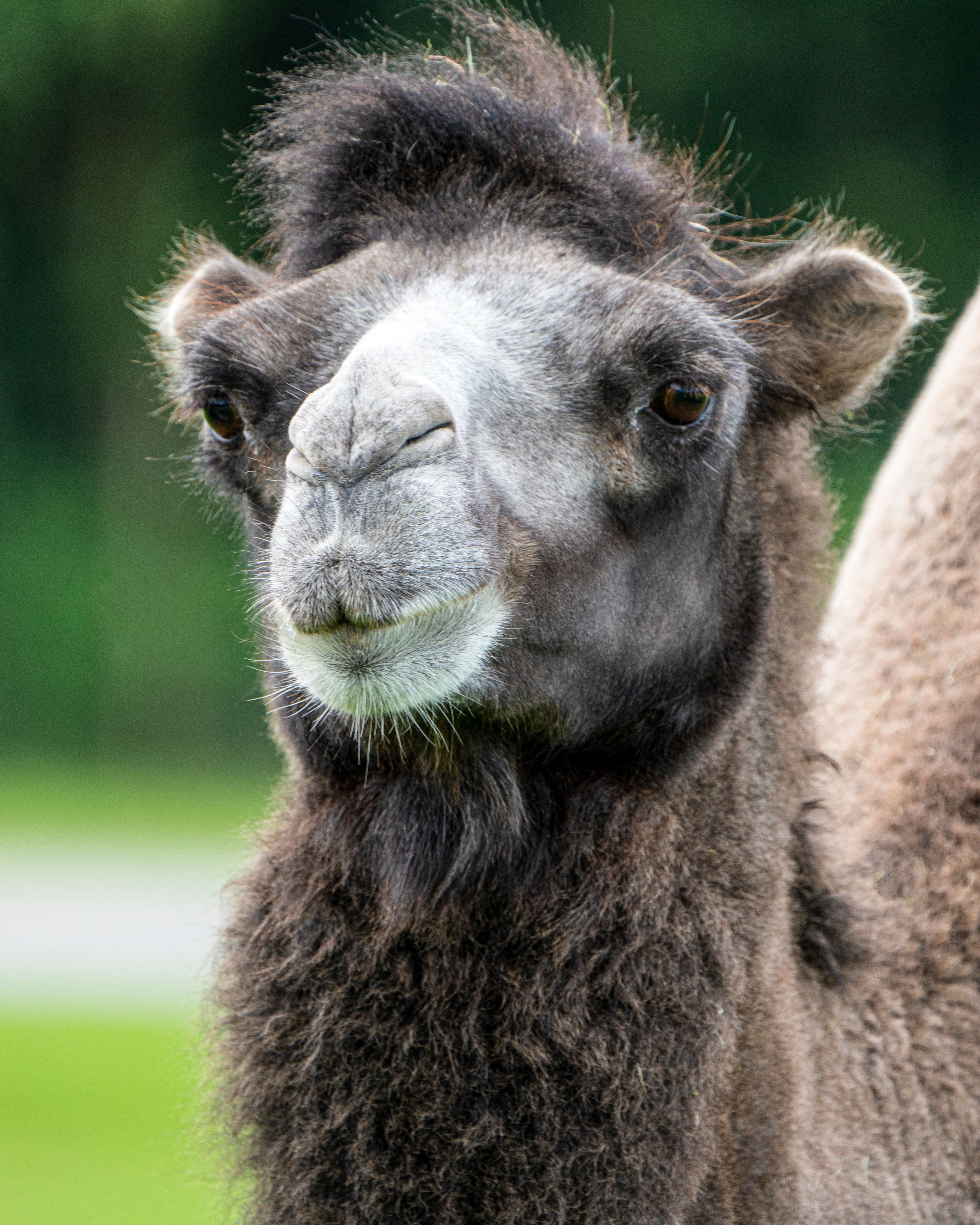 Close Up Photo of Gray Camel · Free Stock Photo