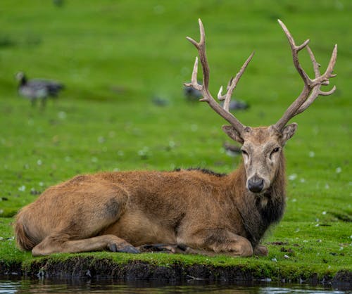 A Deer Lying on a Grass Field 