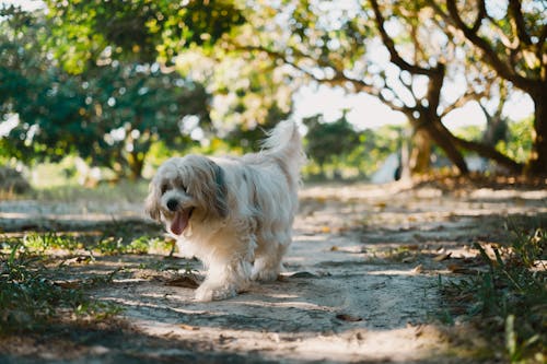 Gratis stockfoto met bichon, dierenfotografie, havanese