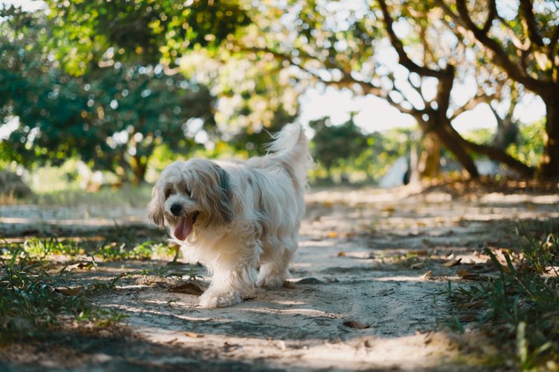 Louie - photo 1