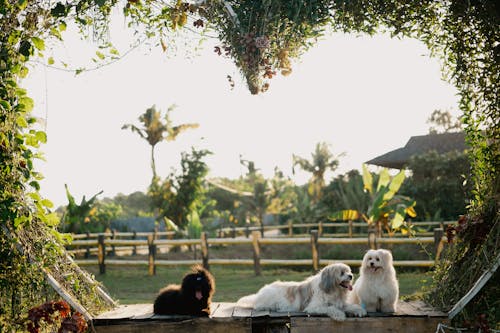 Gratis stockfoto met aanbiddelijk, dierenfotografie, hartvorm