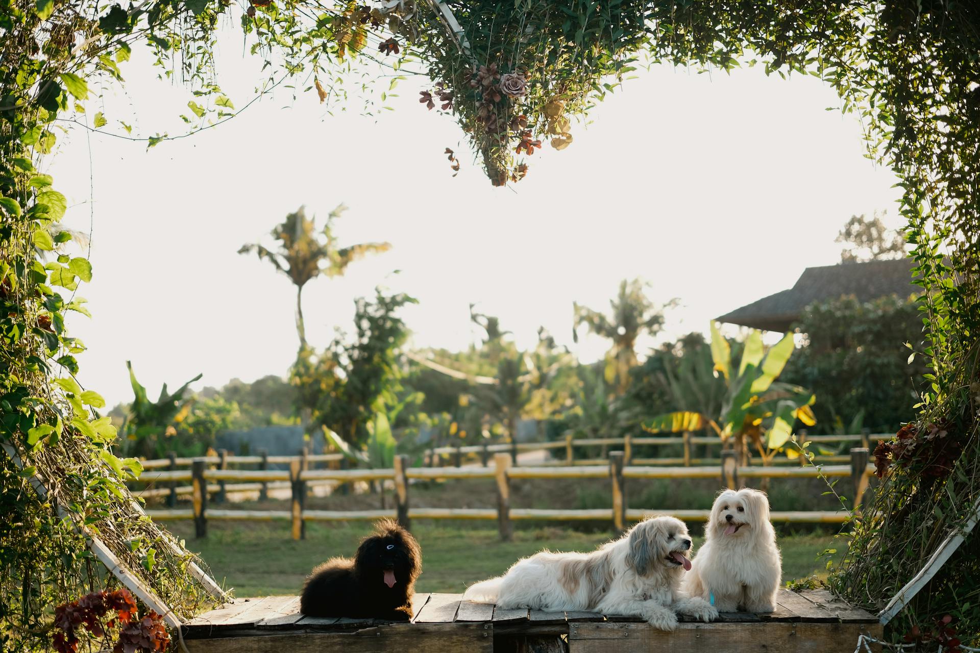 Cute Dogs Lying Under Heart Made of Plants and Flowers