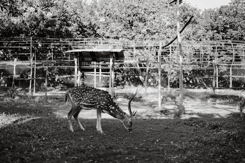 Gratis stockfoto met dierenfotografie, dierentuin, eenkleurig