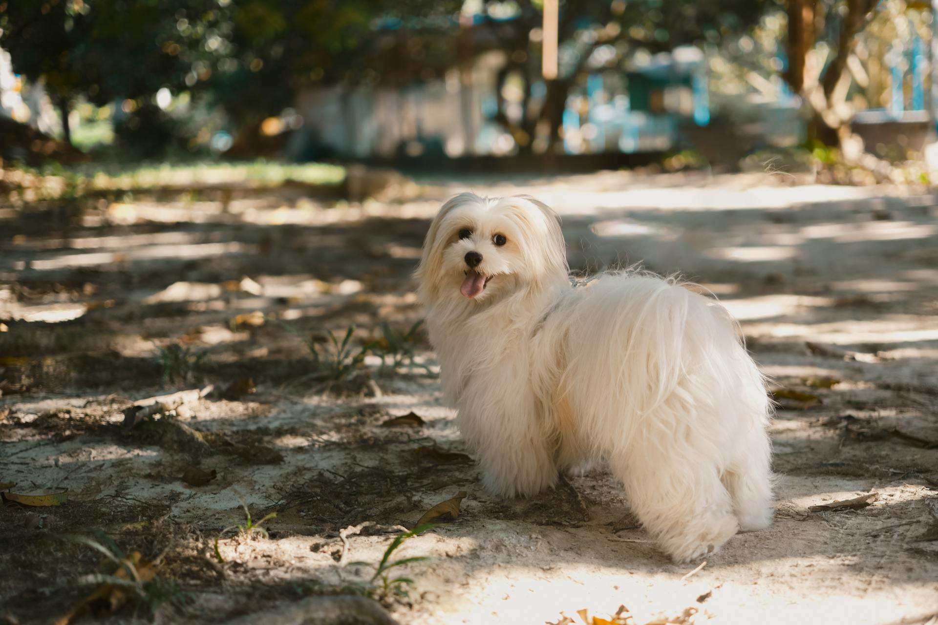 Lycklig maltesisk hund i parken