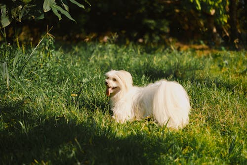 Gratis stockfoto met dierenfotografie, hooiveld, lief