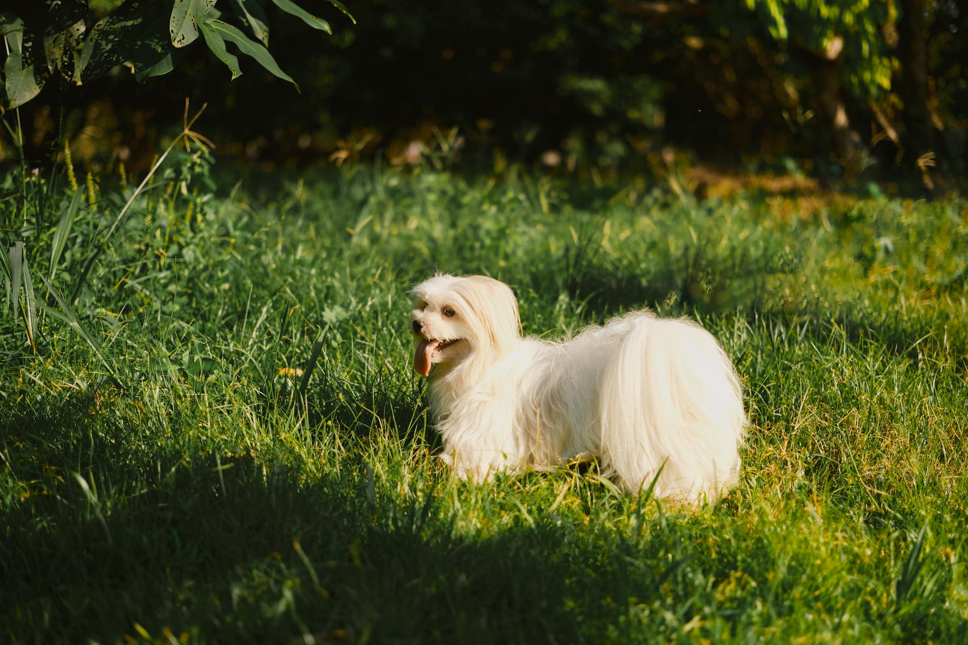 Un chien maltais dans le jardin