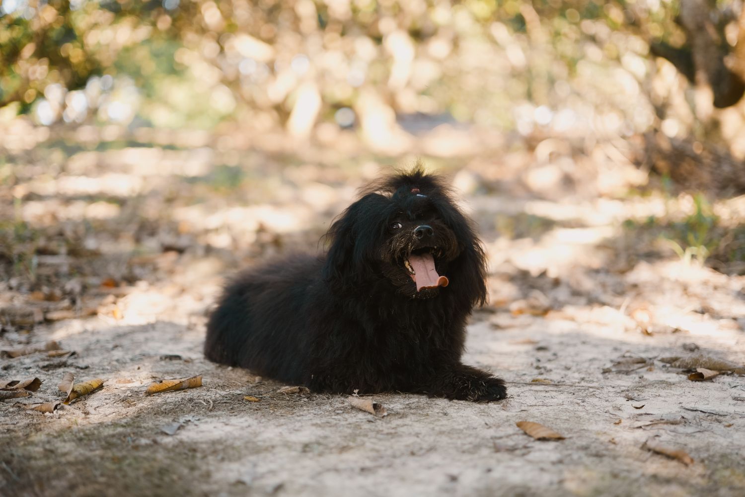 Black corded Hungarian Puli lying on path, photo on Pexels by Ayyeee Ayyeee