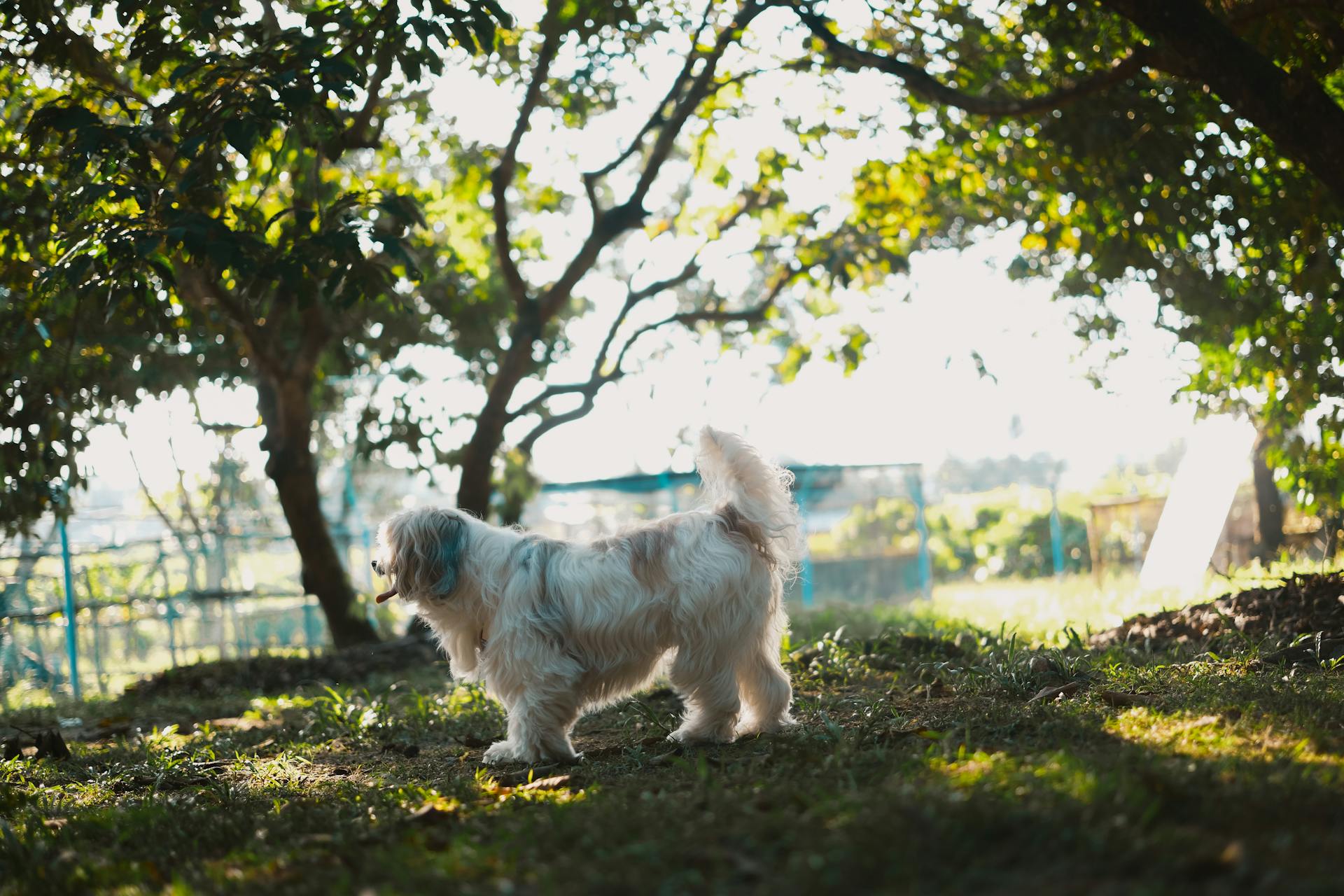 Cute Tibetan Terrier in Garden