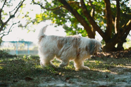 Gratis stockfoto met bichon, dierenfotografie, havanese