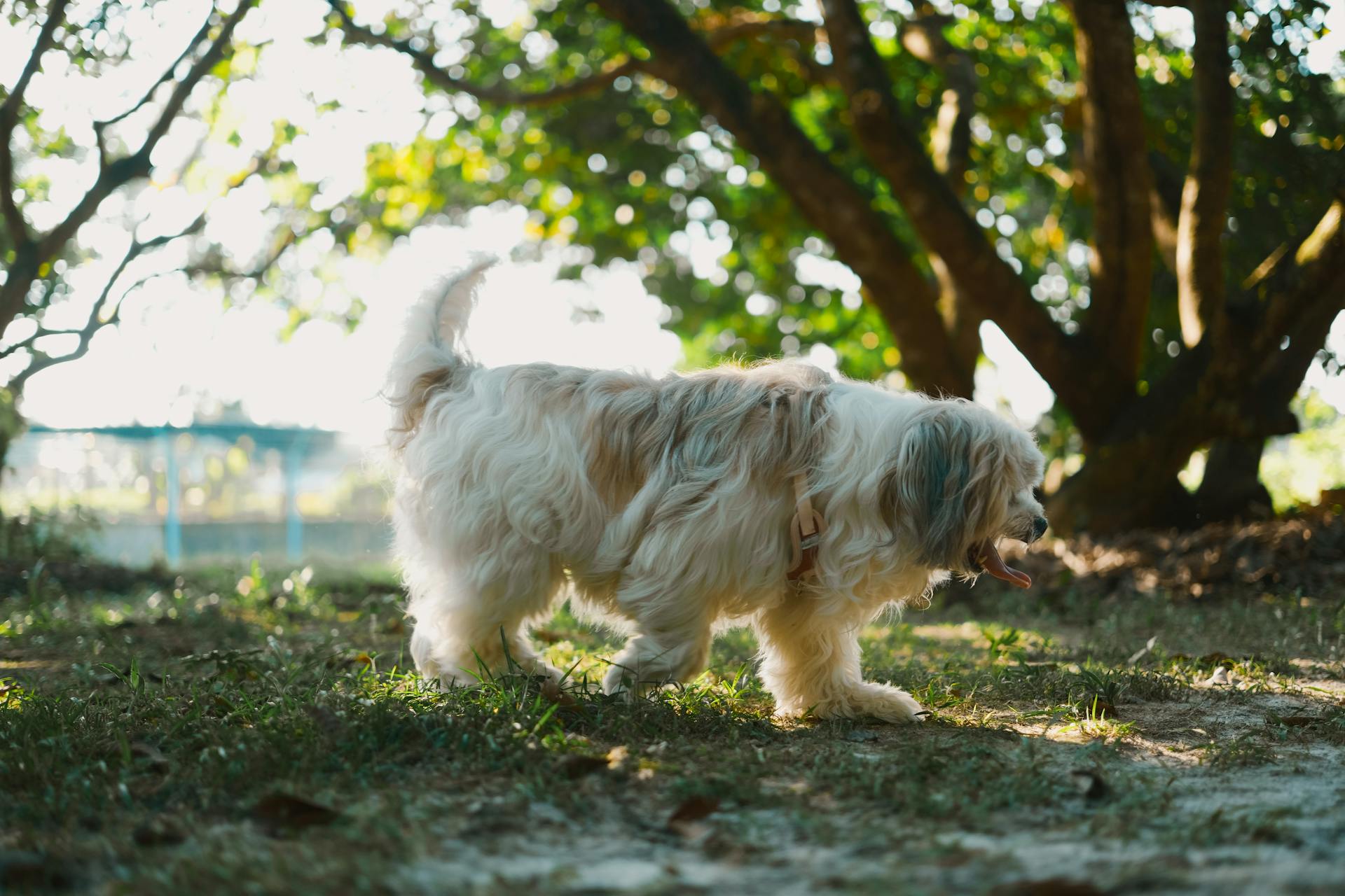 Un chien havanais en promenade