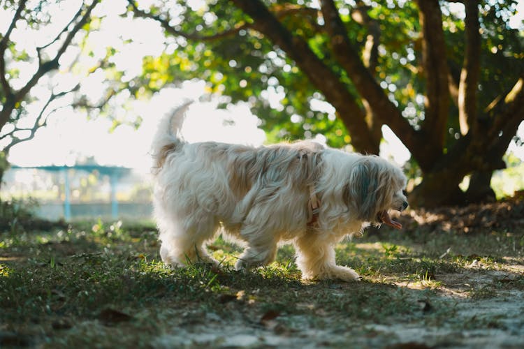 Havanese Dog On A Walk