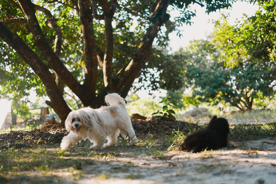 Two dogs enjoying a sunny day in a lush green park, playing under trees.