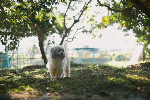 Gratis stockfoto met dierenfotografie, huisdier, park