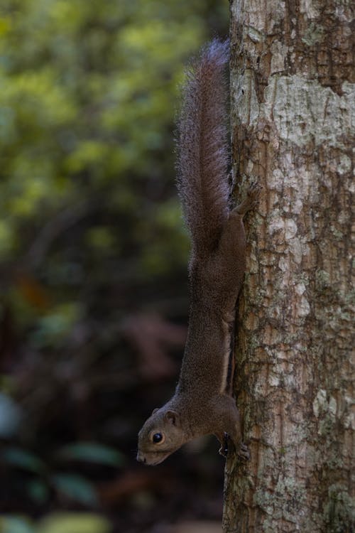 Close-up of a Squirrel on a Tree 