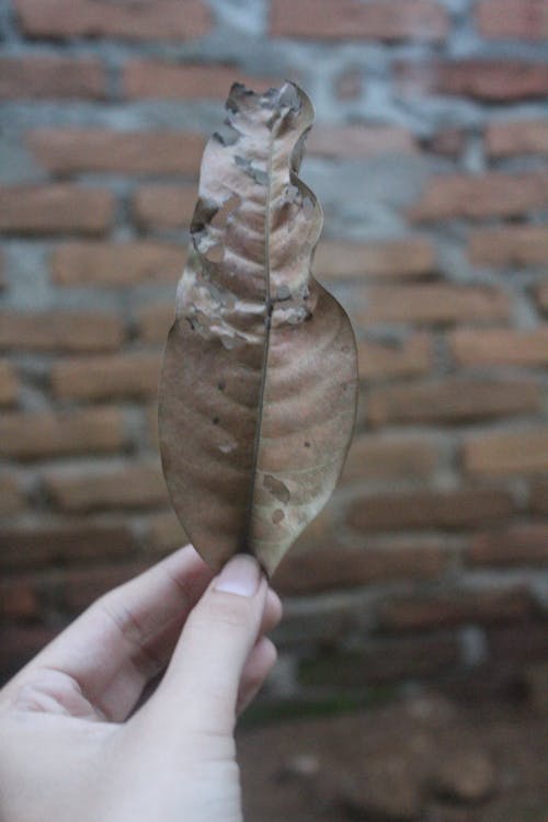 Free stock photo of brown leaf