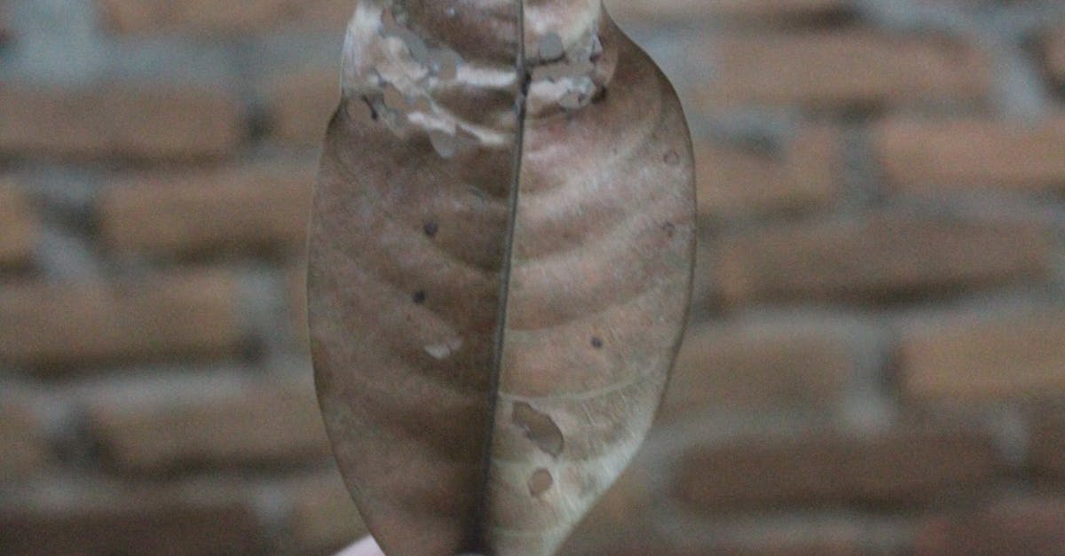 Free stock photo of brown leaf, leaf