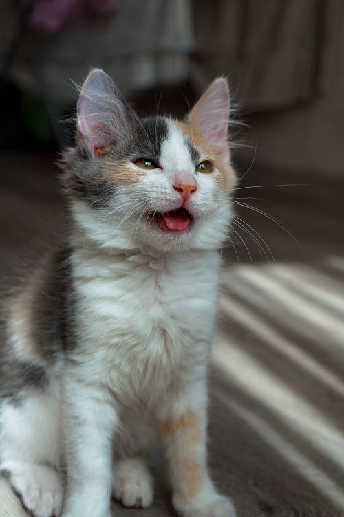 Playful calico kitten mid-meow