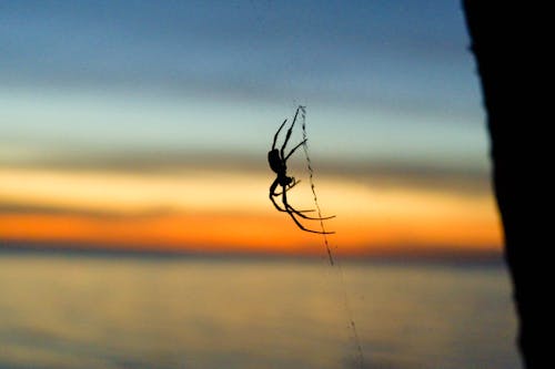 Ilmainen kuvapankkikuva tunnisteilla auringonlaskun ranta, hämähäkinverkko, hämähäkki