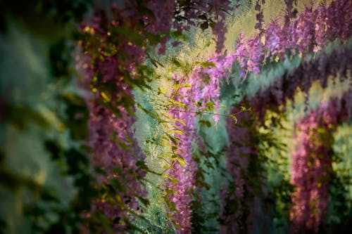 Colorful Flowers and Leaves