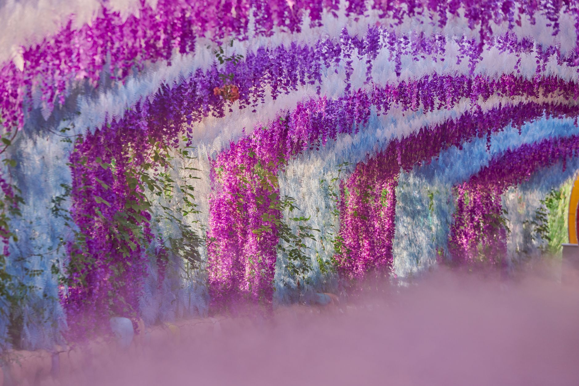 Bardini Garden's wisteria tunnel — Florence's most photogenic spring secret.