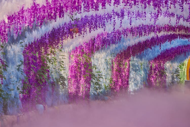 Kawachi Wisteria Garden In Japan 