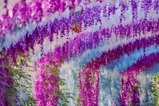 A vibrant display of purple and blue wisteria flowers cascading in rows outdoors.