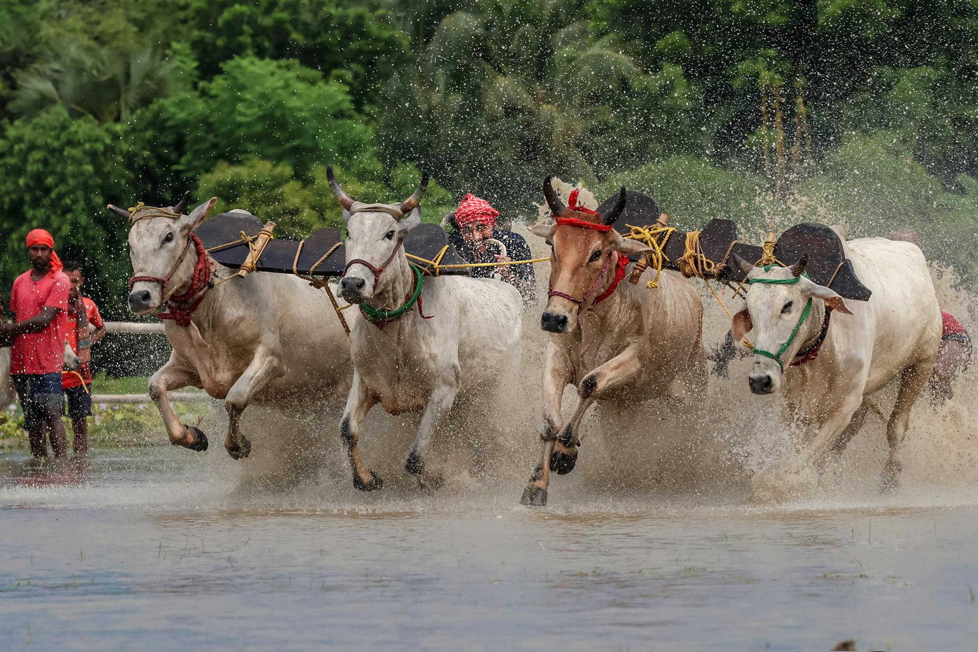 Toros compitiendo en el agua