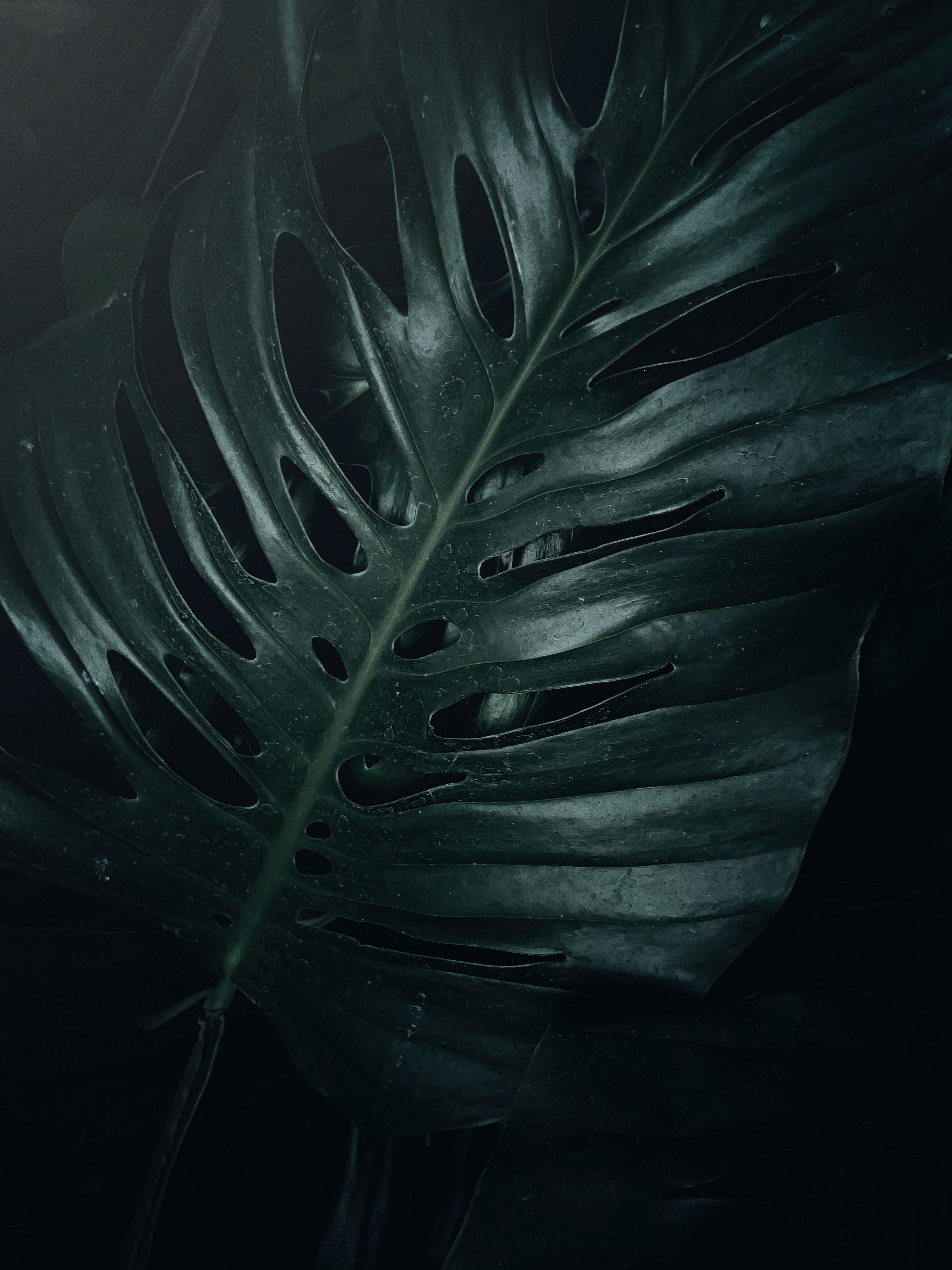 A close-up shot of a dark green Monstera leaf with intricate patterns and texture.. pexels, close, shot