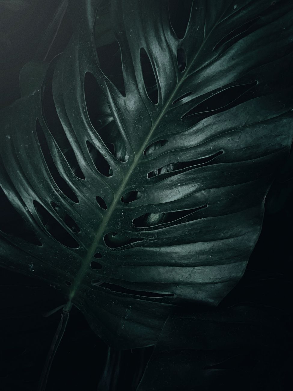 A close-up shot of a dark green Monstera leaf with intricate patterns and texture.. pexels, close, shot