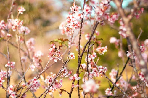 Gratis lagerfoto af blomstring, grene, kirsebærblomster