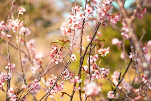 Free Close-up of cherry blossoms on branches, showcasing springtime beauty. Stock Photo