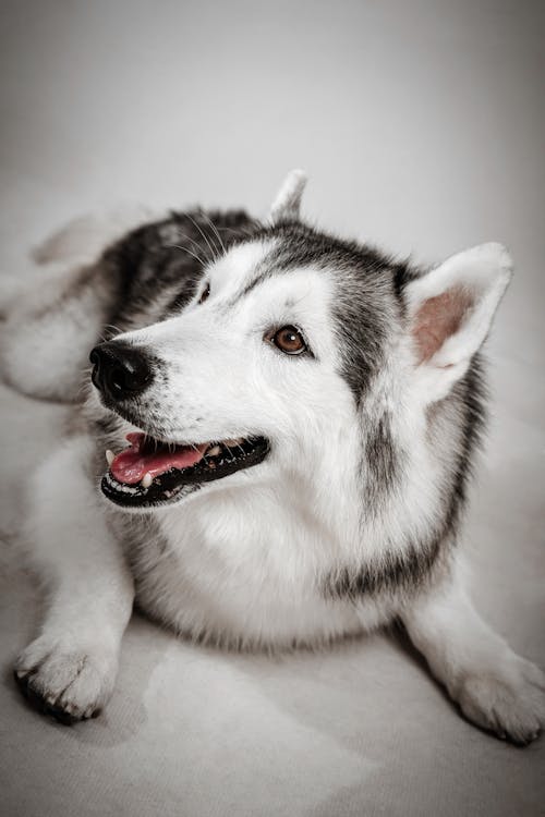 Gratis stockfoto met dierenfotografie, huisdier, husky