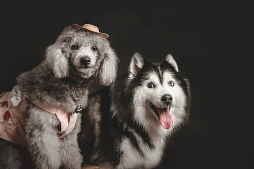 Immagine gratuita di animali domestici, cani, cappello